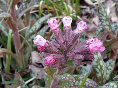 Pulmonaria saccharata