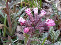 Pulmonaria saccharata
