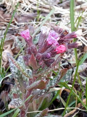 Pulmonaria saccharata