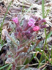 Pulmonaria saccharata