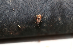 Nithecus jacobaeae