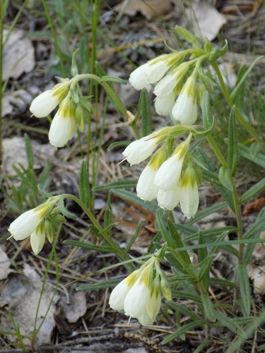 Onosma simplicissima