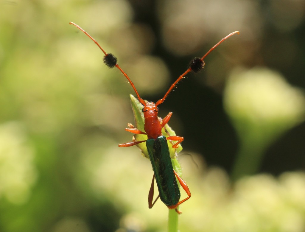 Paromoeocerus barbicornis
