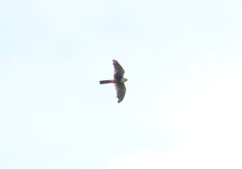 Aplomado Falcon