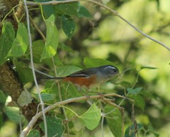 Microspingus cabanisi