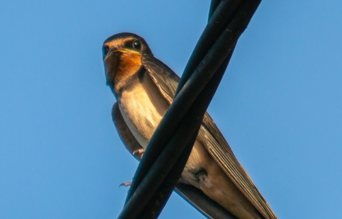 Barn Swallow