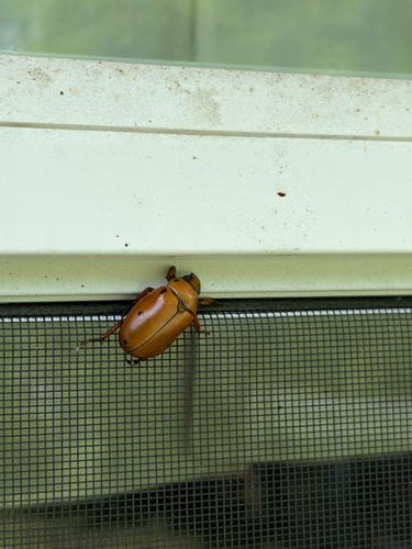 Grapevine Beetle