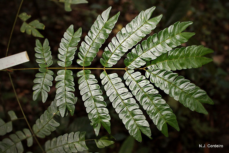 Albizia gummifera