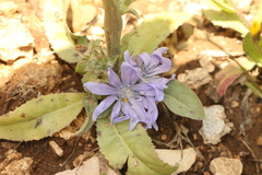 Cichorium endivia, photograph (c) Chaym Turak, some rights reserved (CC BY-SA)