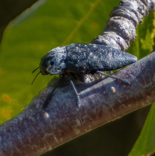 Flat-headed Root-borer