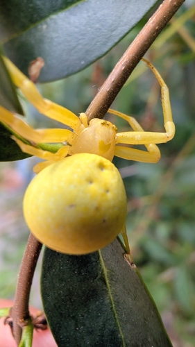 Goldenrod Crab Spider