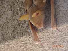 Macronycteris vittatus