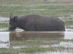 Syncerus caffer brachyceros