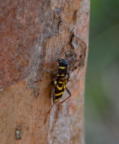 Xylotrechus arvicola