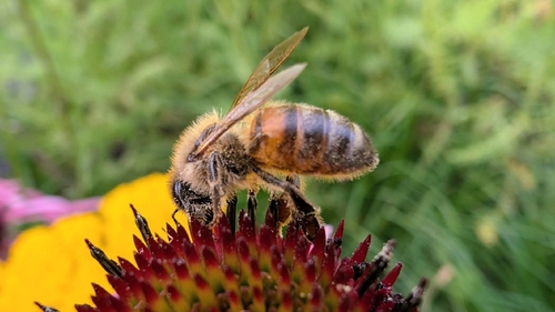 Western Honey Bee