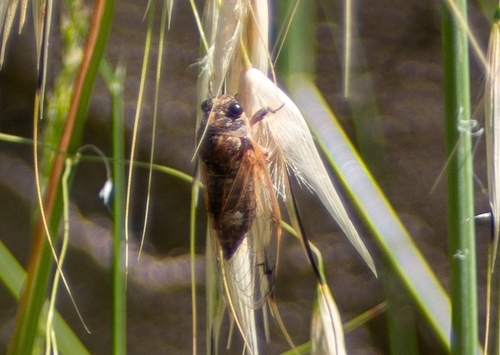 Black Sorrow Cicada