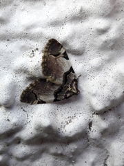 Anticlea derivata