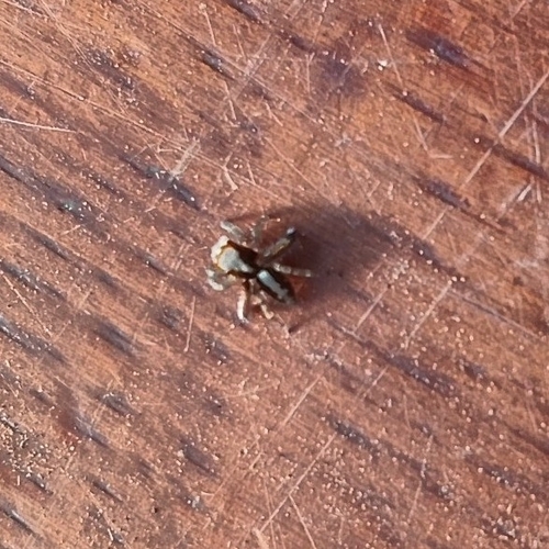 Beardfooted spider