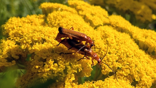 Common Red Soldier Beetle
