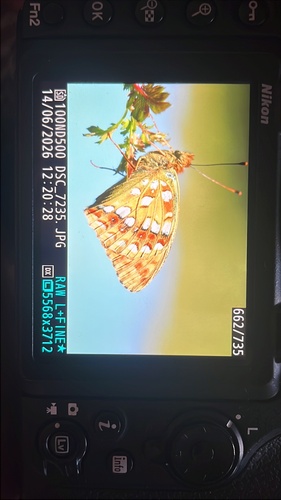 High Brown Fritillary