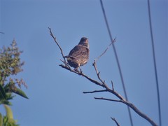 Haemorhous mexicanus
