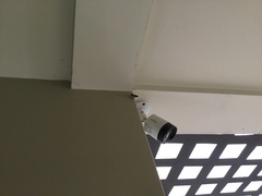 Chrysodeixis includens