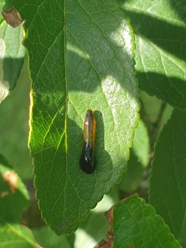 Cherry Slug Sawfly