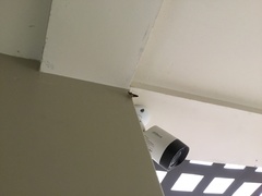 Chrysodeixis includens