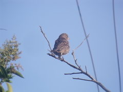 Haemorhous mexicanus