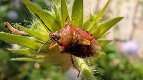 Black-shouldered Shieldbug