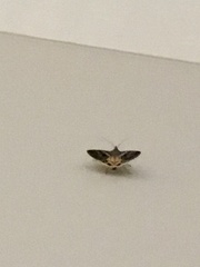 Chrysodeixis includens