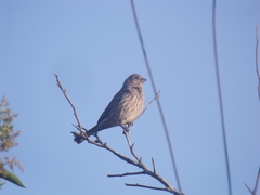 Haemorhous mexicanus