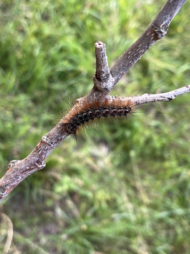 Spongy Moth