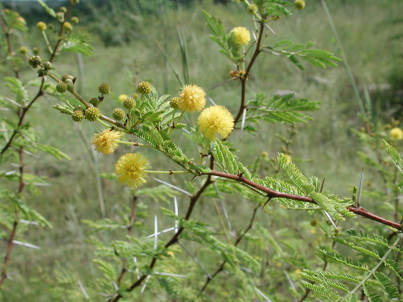 Acacia Seyal Tree | informacionpublica.svet.gob.gt