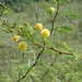 Thirsty Thorn - Photo (c) Stefan Dressler, some rights reserved (CC BY-NC-SA)