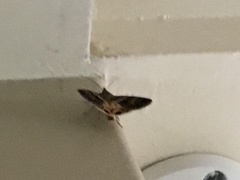 Chrysodeixis includens