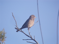 Haemorhous mexicanus