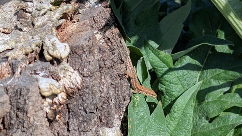 Common Wall Lizard