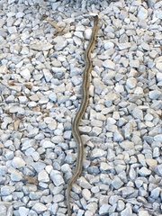 Thamnophis sirtalis