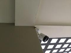 Chrysodeixis includens