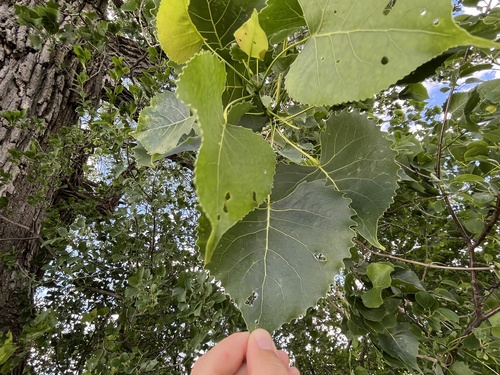 Eastern Cottonwood