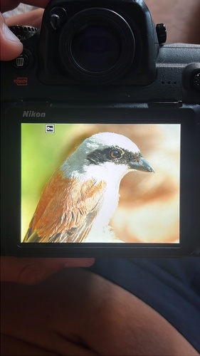 Red-backed Shrike