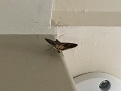 Chrysodeixis includens