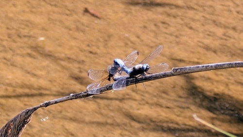 Scarce Chaser