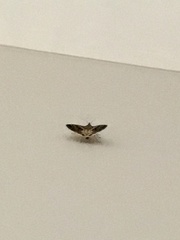 Chrysodeixis includens