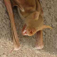 Macronycteris vittatus