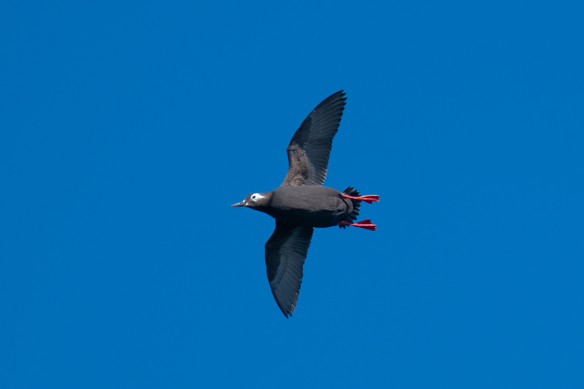 Spectacled Guillemot (Cepphus carbo), photo 2