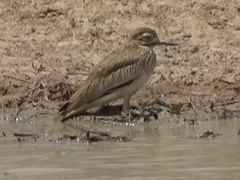 Burhinus senegalensis