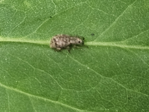 Strawberry Root Weevil photo 6
