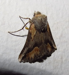 Drepanogynis anthracinata